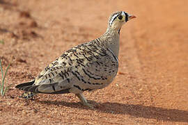 Black-faced Sandgrouse