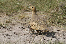 Chestnut-bellied Sandgrouse