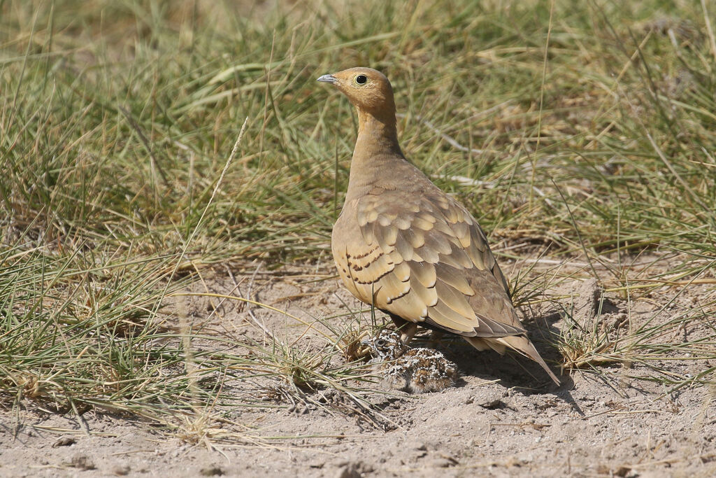 Chestnut-bellied Sandgrouse