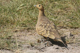 Chestnut-bellied Sandgrouse