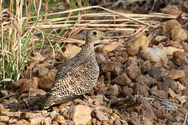 Double-banded Sandgrouse