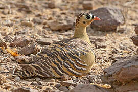 Painted Sandgrouse