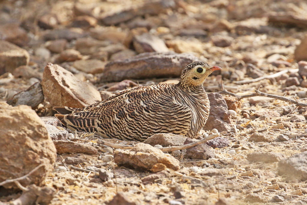 Painted Sandgrouse female adult