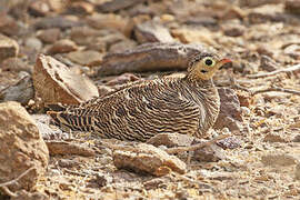 Painted Sandgrouse