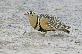 Painted Sandgrouse