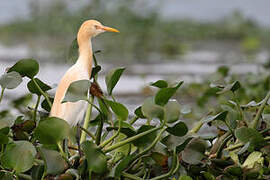 Eastern Cattle Egret