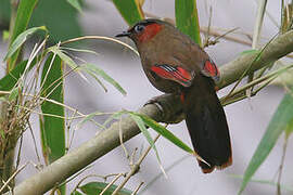 Red-faced Liocichla