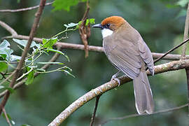 Rufous-crowned Laughingthrush