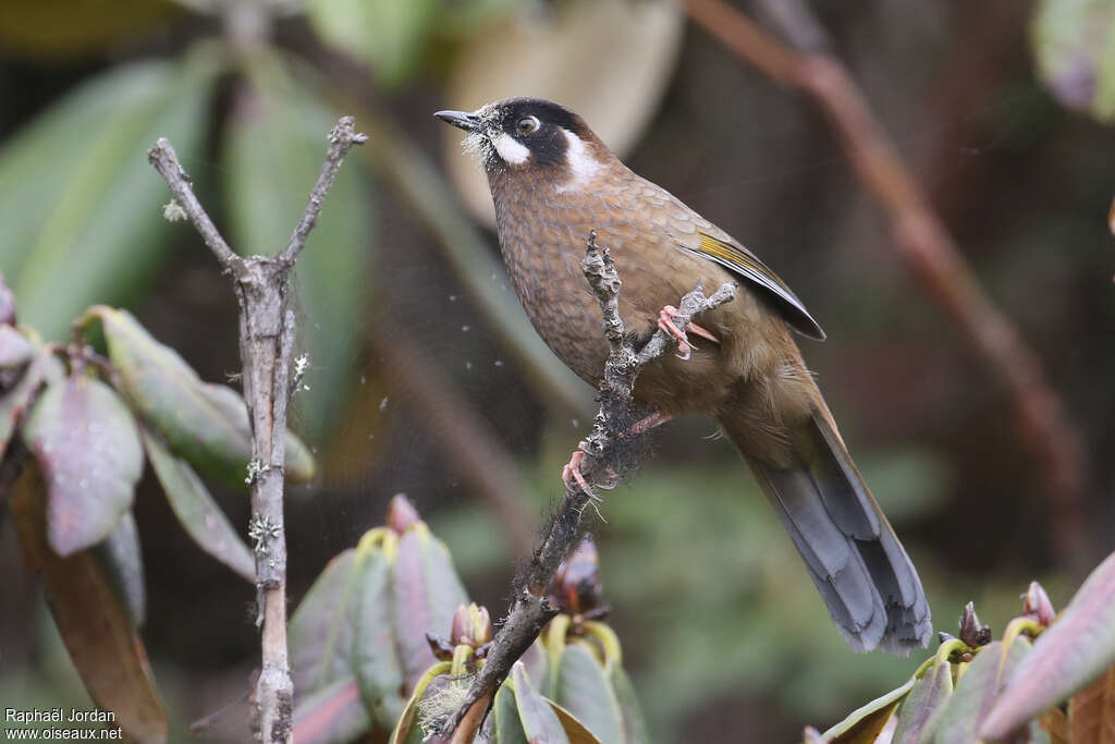 Black-faced Laughingthrushadult, identification