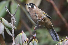 Black-faced Laughingthrush