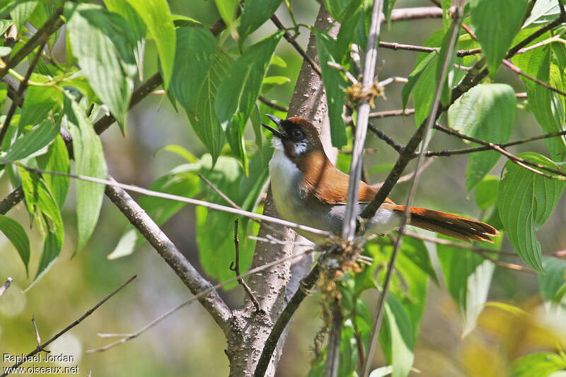 Grey-sided Laughingthrush male adult, song