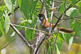 Grey-sided Laughingthrush