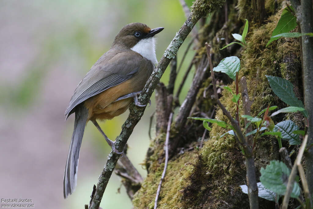 White-throated Laughingthrushadult, identification