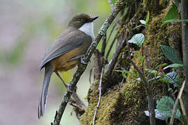 White-throated Laughingthrush