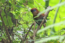 Rusty Laughingthrush