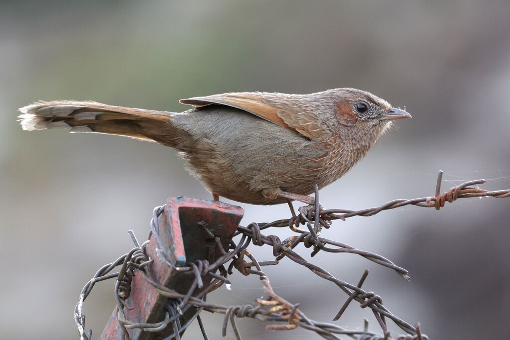 Streaked Laughingthrush