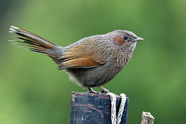 Streaked Laughingthrush