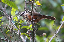 Palani Laughingthrush