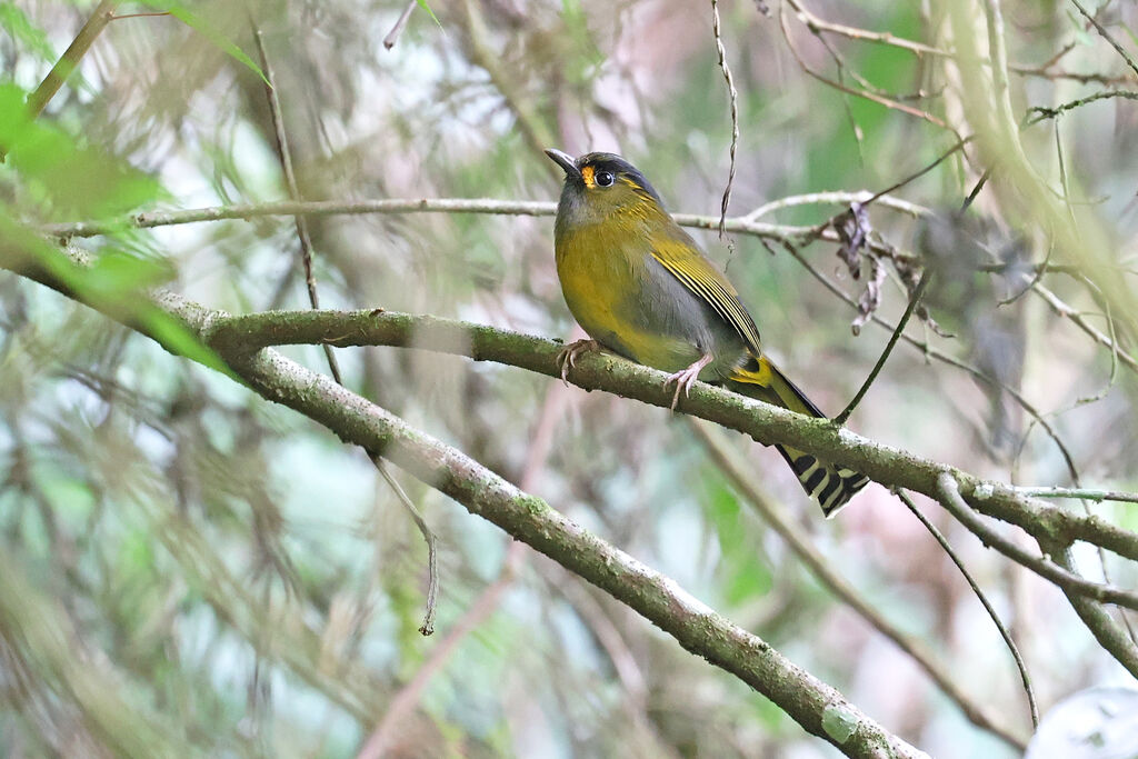 Steere's Liocichla