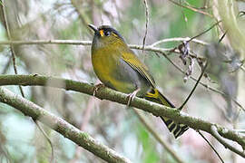 Steere's Liocichla