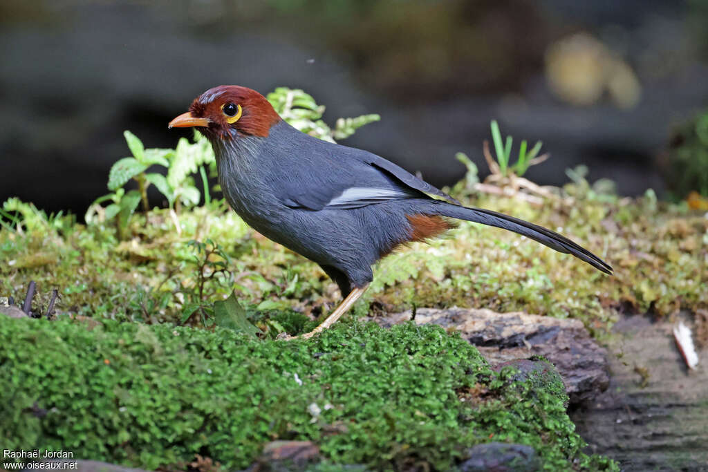 Chestnut-hooded Laughingthrushadult