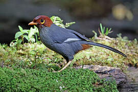 Chestnut-hooded Laughingthrush