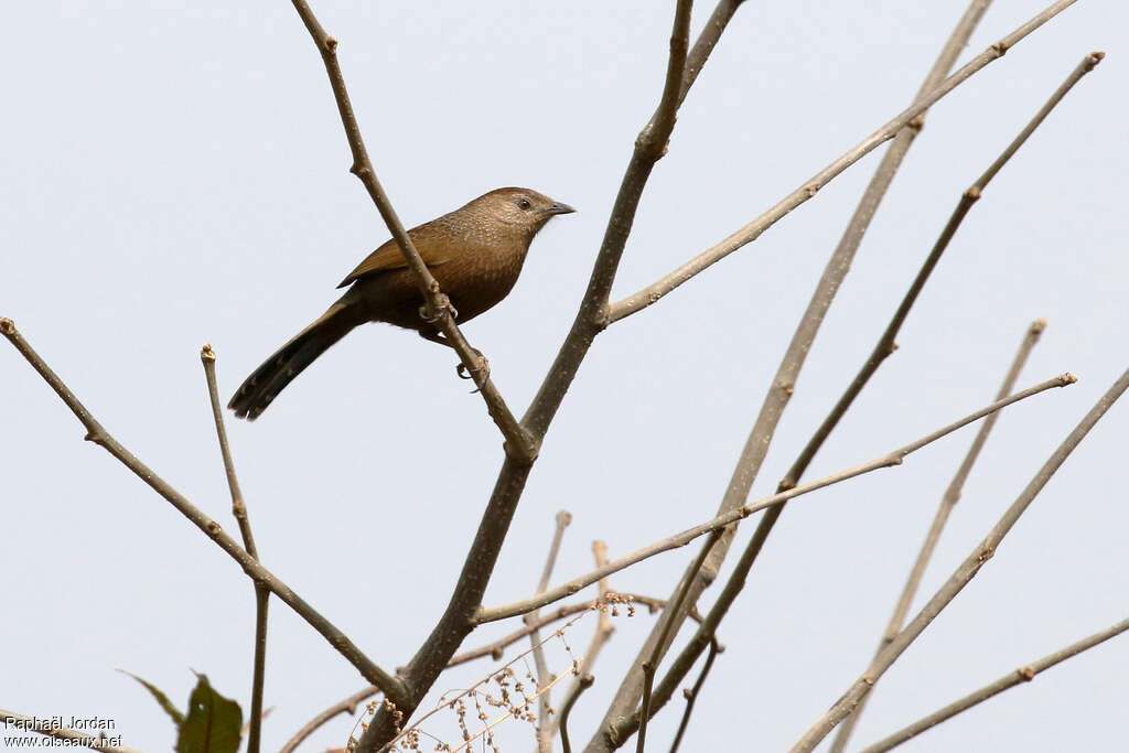 Garrulaxe du Bhoutanadulte nuptial, identification