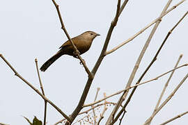 Bhutan Laughingthrush