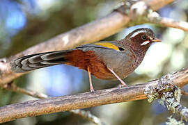 White-whiskered Laughingthrush