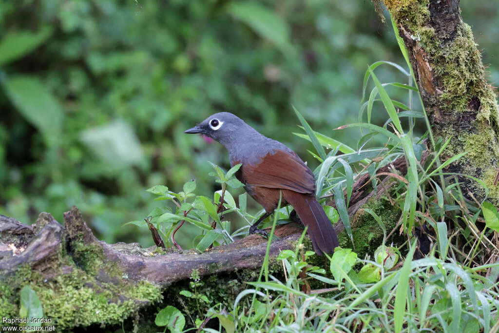 Sunda Laughingthrush