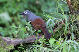 Sunda Laughingthrush