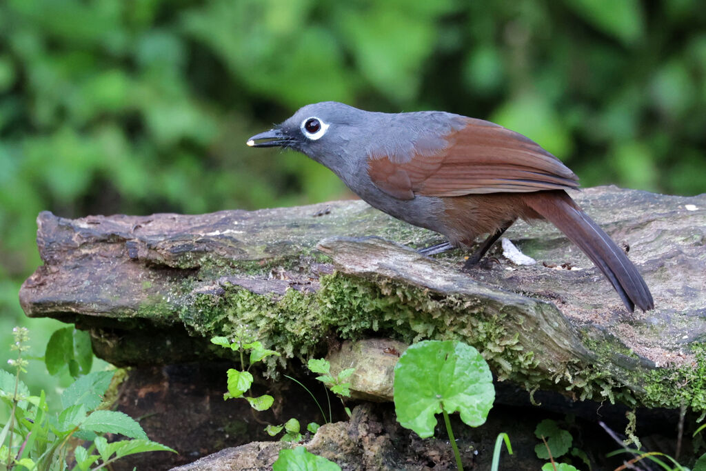 Sunda Laughingthrush