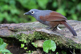 Sunda Laughingthrush