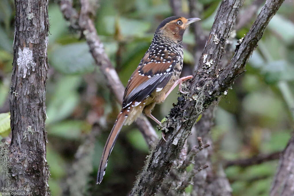 Garrulaxe ocelléadulte, identification