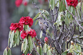 Variegated Laughingthrush