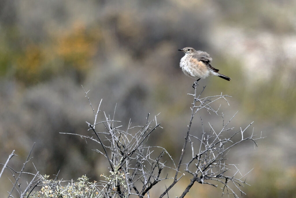 Lesser Shrike-Tyrantadult, courting display