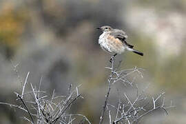 Lesser Shrike-Tyrant