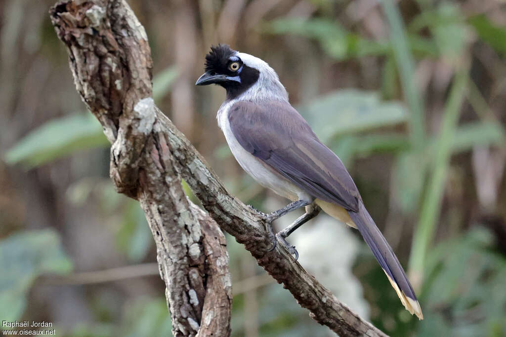 Azure-naped Jayadult