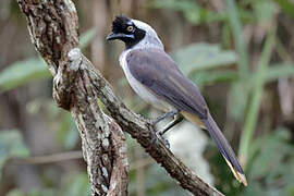 Azure-naped Jay