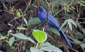 Black-collared Jay