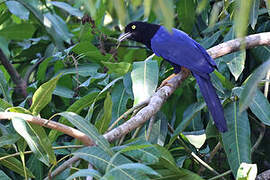 Purplish-backed Jay