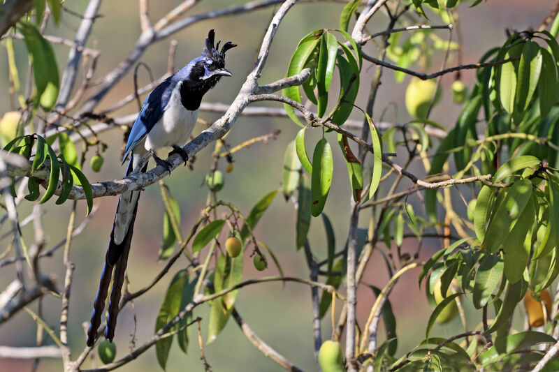 Black-throated Magpie-Jayadult