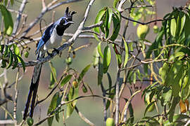 Black-throated Magpie-Jay