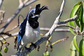 Black-throated Magpie-Jay