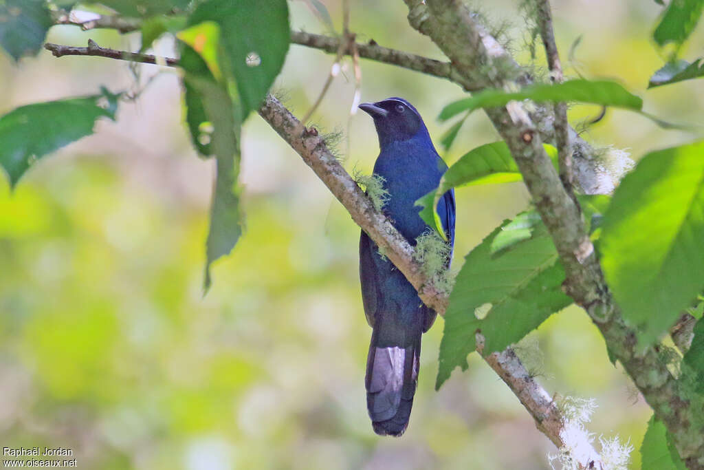 Black-throated Jayadult, identification