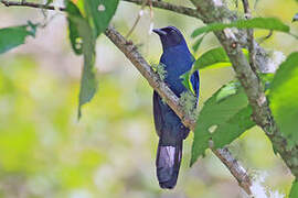 Black-throated Jay