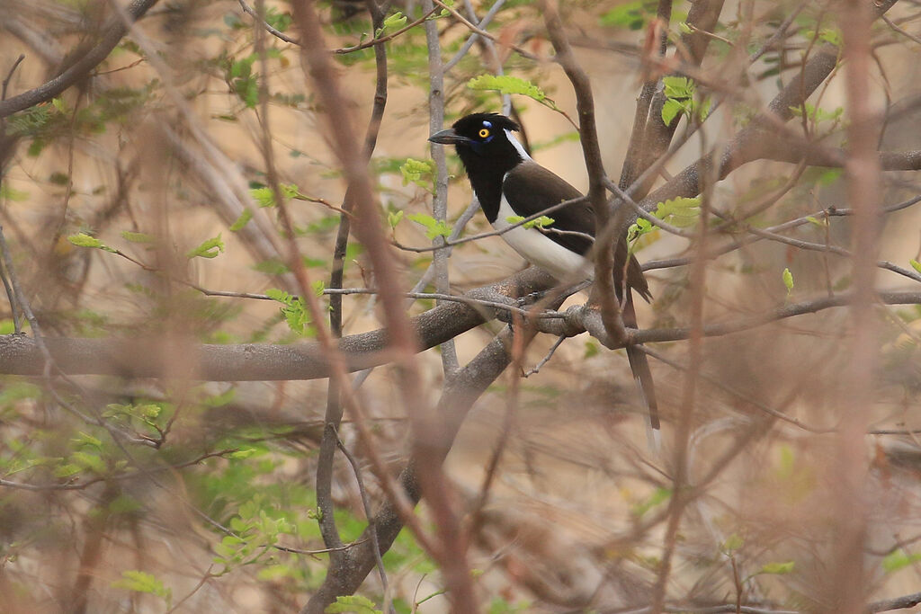 White-naped Jay