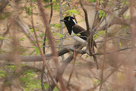 White-naped Jay