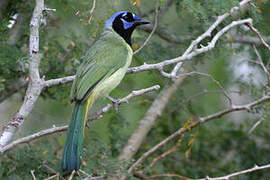 Green Jay