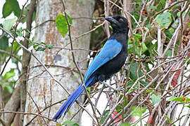 San Blas Jay